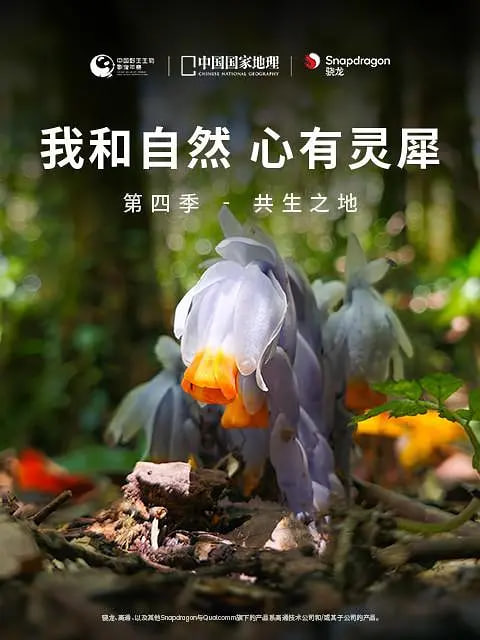 我和自然 心有灵犀 第四季(全集)