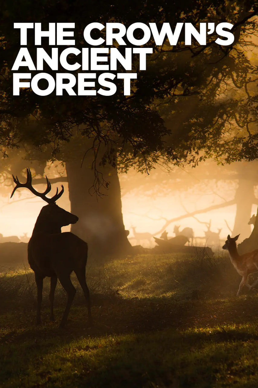 王室的古森林(全集)