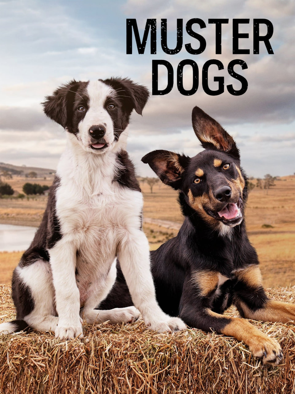 召集狗 第三季(全集)