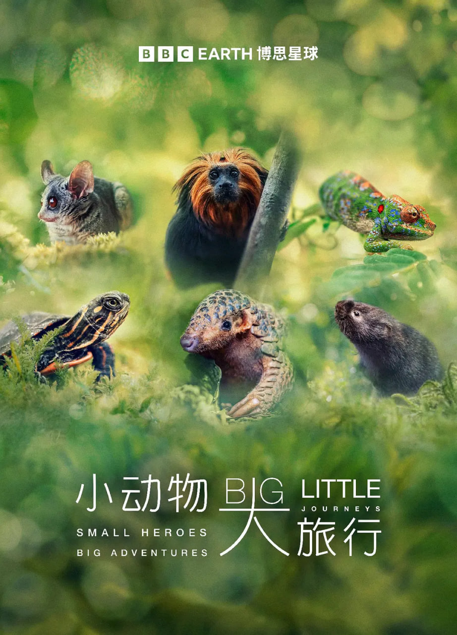 小动物 大旅行 第一季(全集)